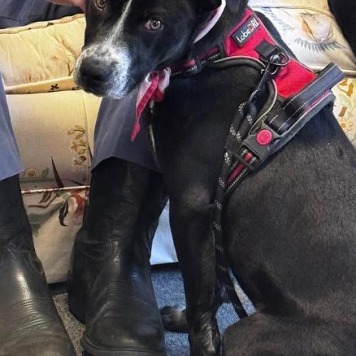 Enlarge Belair, a Adoptable mixed breed in Washington DC, DC image 4/5