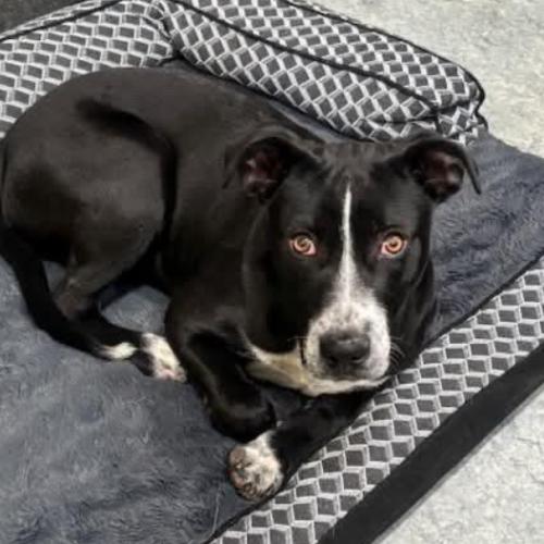 Enlarge Belair, a Adoptable mixed breed in Washington DC, DC image 5/5