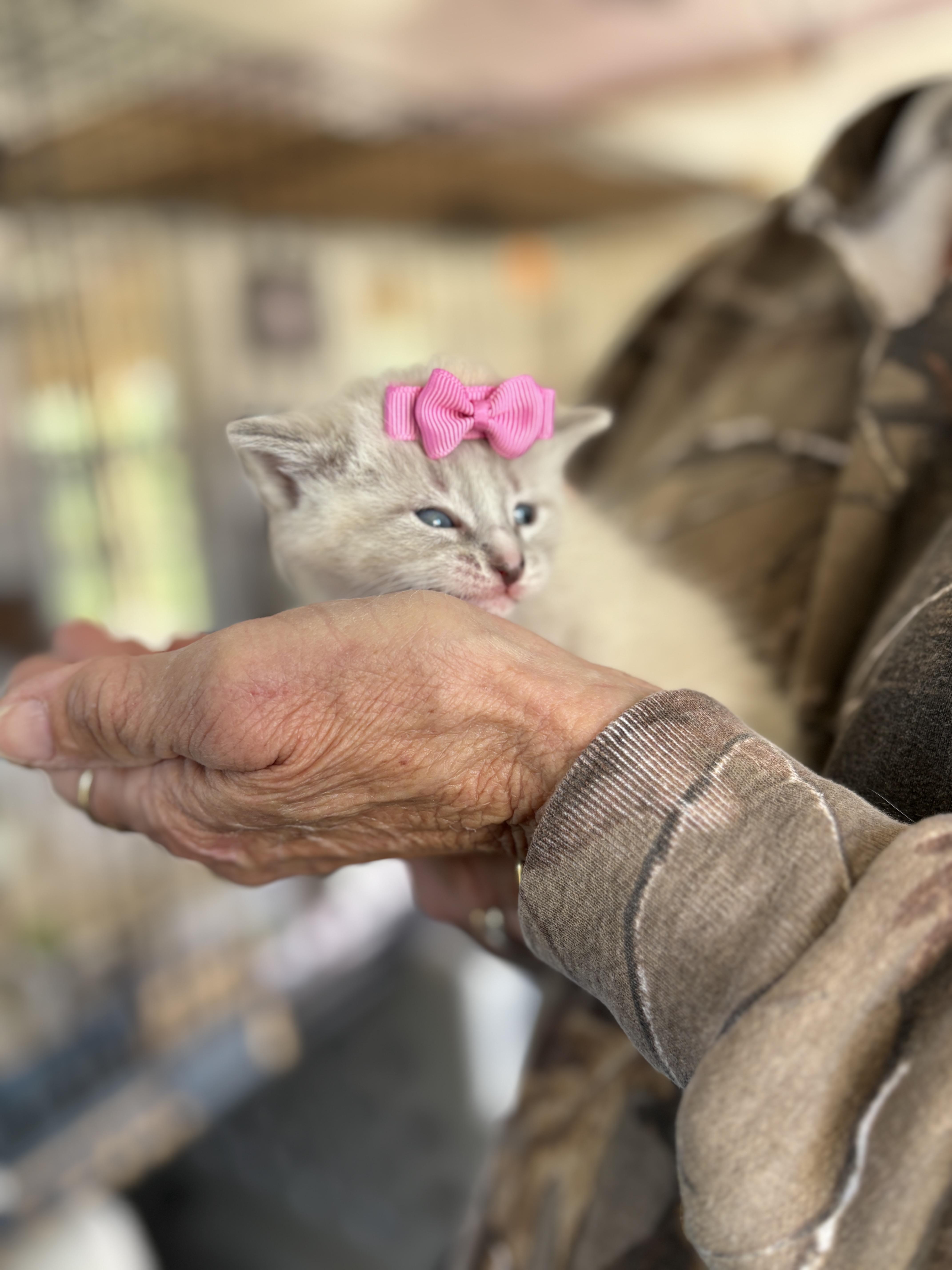 Vivian - The Pretty Woman Litter, an adopted Domestic Short Hair in Sheboygan, WI image 2/2