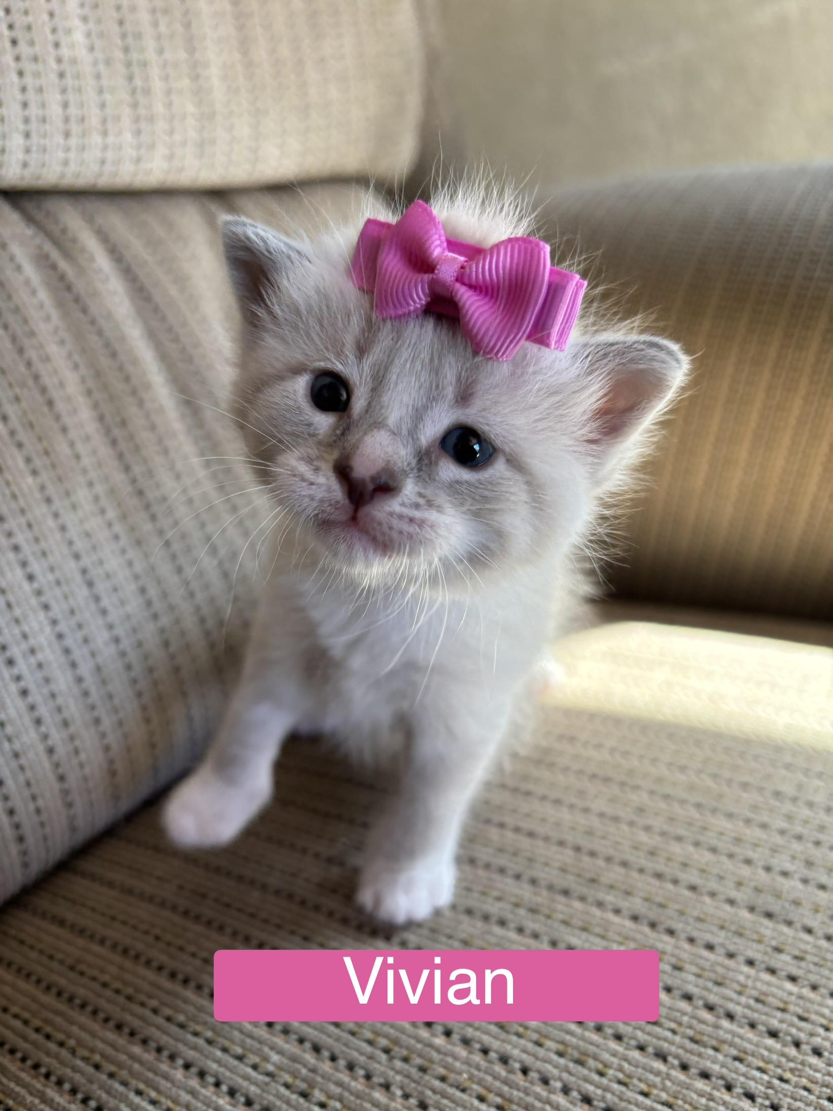 Vivian - The Pretty Woman Litter, adopted, Kitten Female Domestic Short Hair.