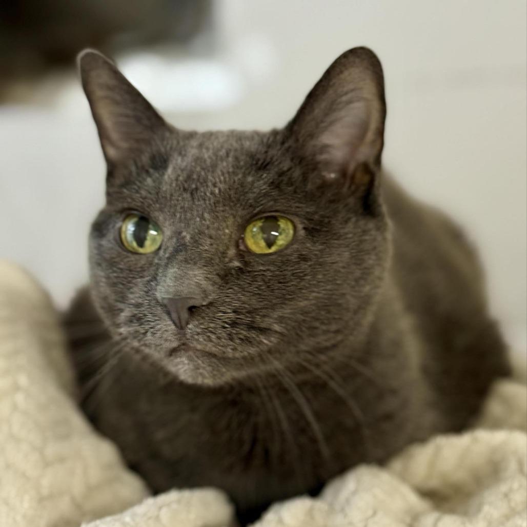 Enlarge Dash, a Adoptable Domestic Short Hair in Stoughton, WI image 1/2
