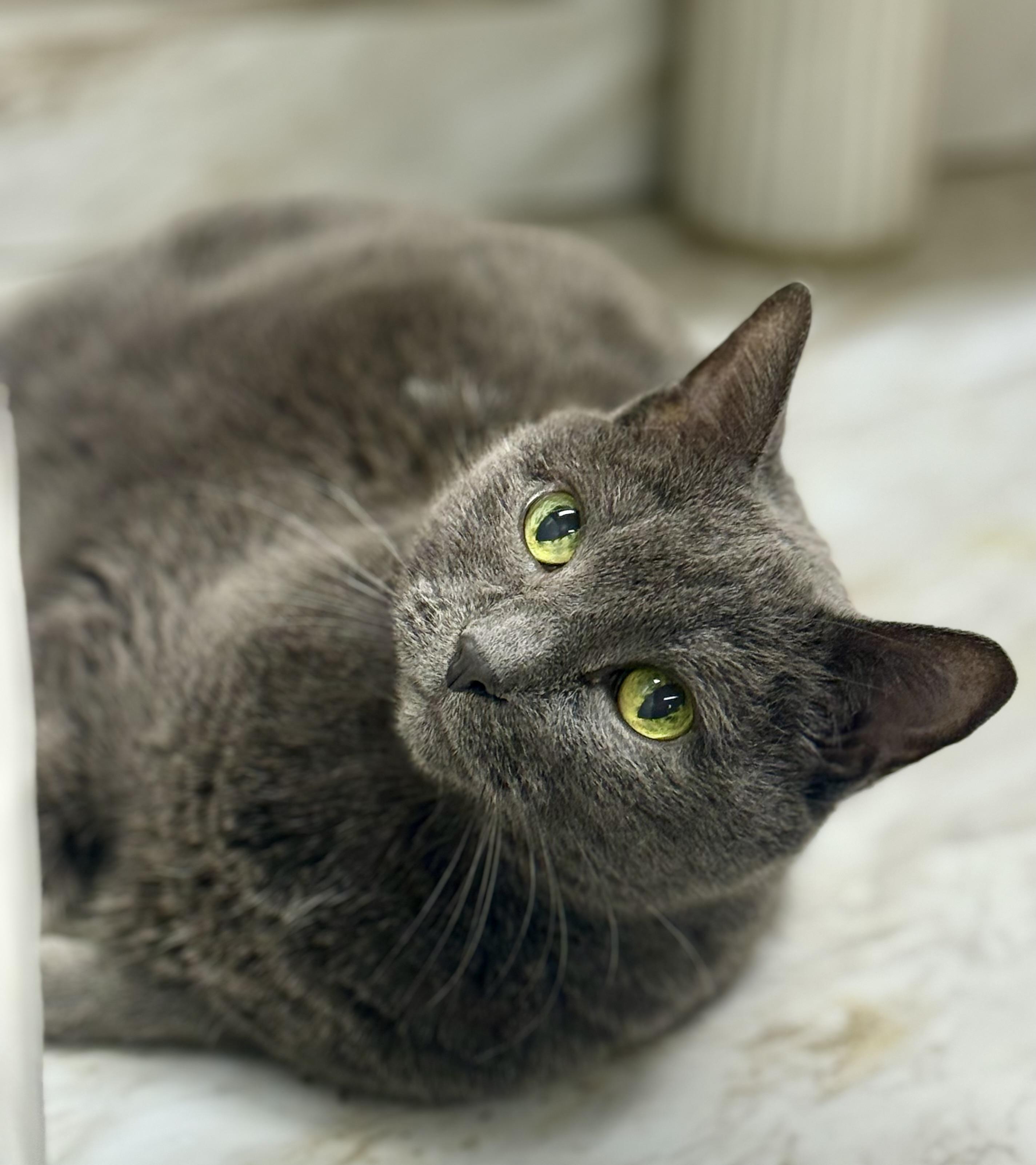 Enlarge Dash, a Adoptable Domestic Short Hair in Stoughton, WI image 2/2