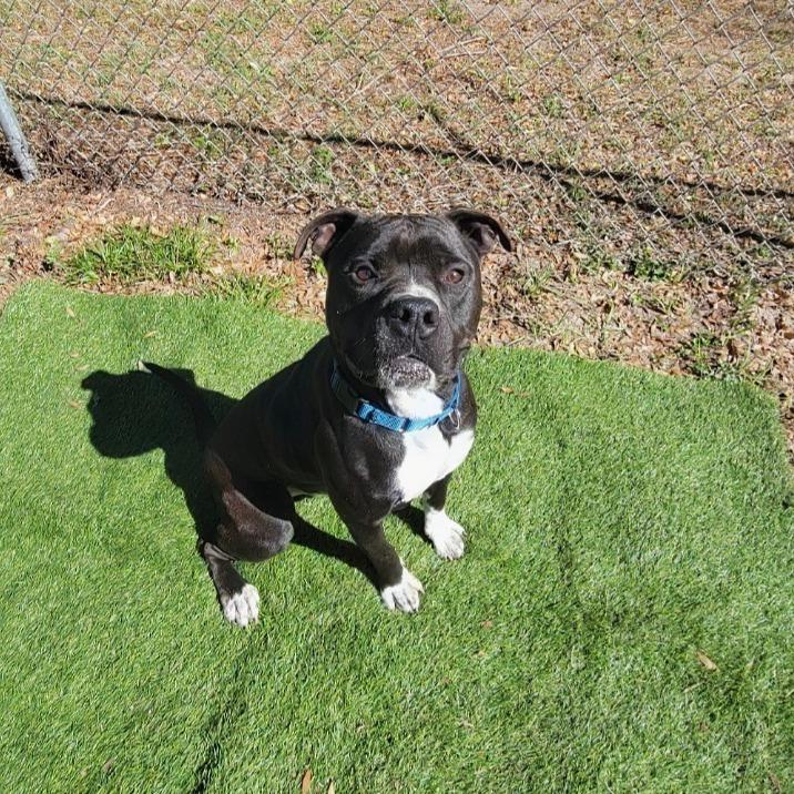 Enlarge Bear, a Adoptable Mixed Breed in Lake Panasoffkee, FL image 1/6