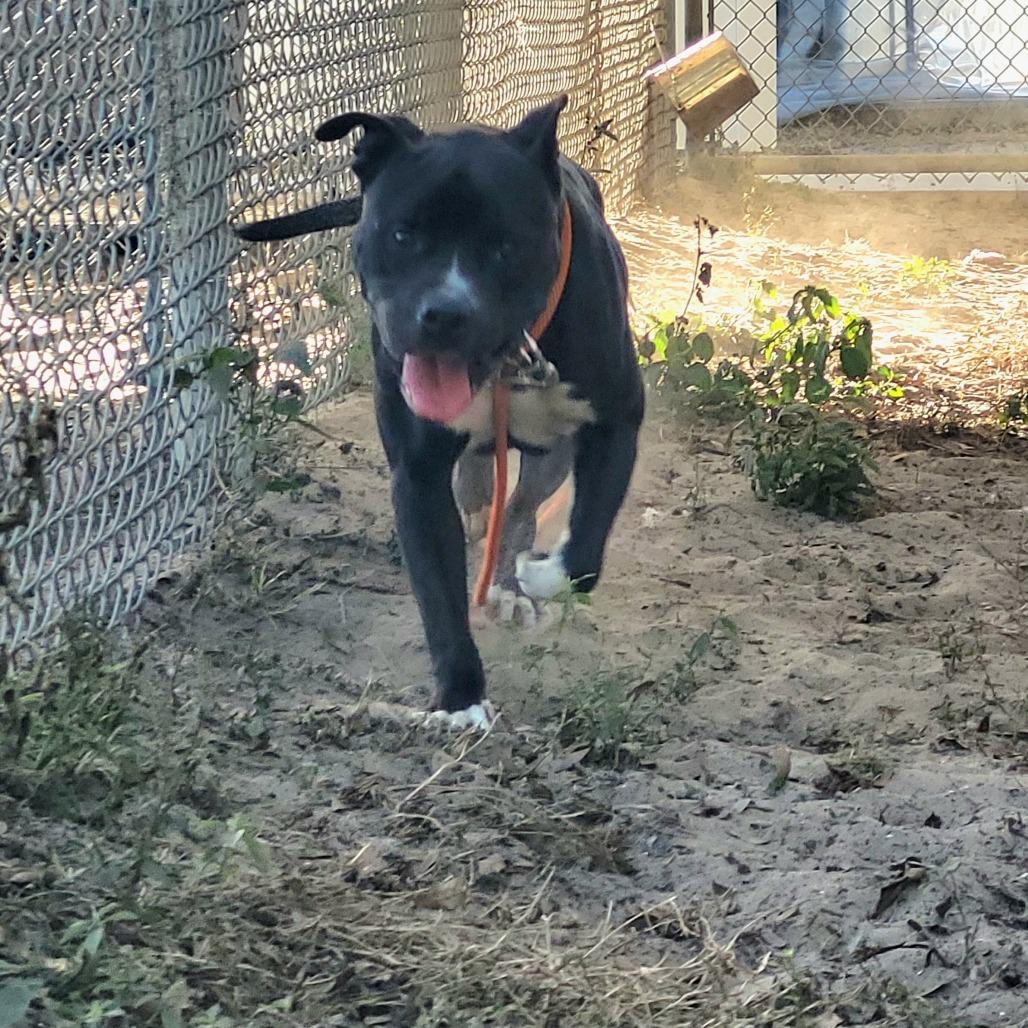 Enlarge Bear, a Adoptable Mixed Breed in Lake Panasoffkee, FL image 2/6