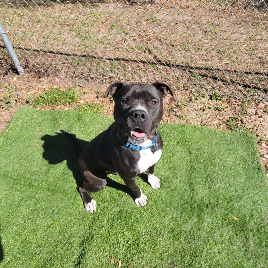 Enlarge Bear, a Adoptable Mixed Breed in Lake Panasoffkee, FL image 3/6