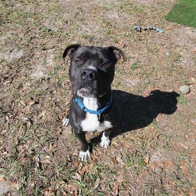 Enlarge Bear, a Adoptable Mixed Breed in Lake Panasoffkee, FL image 5/6