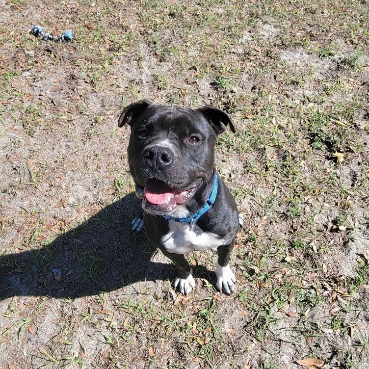 Enlarge Bear, a Adoptable Mixed Breed in Lake Panasoffkee, FL image 6/6