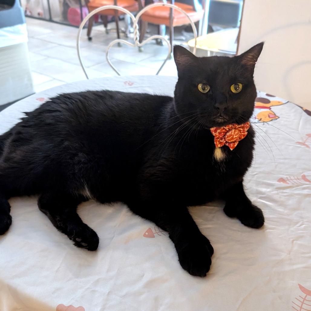 Enlarge Polly, a Adoptable mixed breed in Gloucester, VA image 1/2