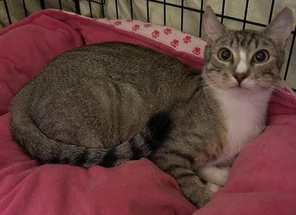 Enlarge Squidward, a Adoptable mixed breed in Phoenix, AZ image 1/1