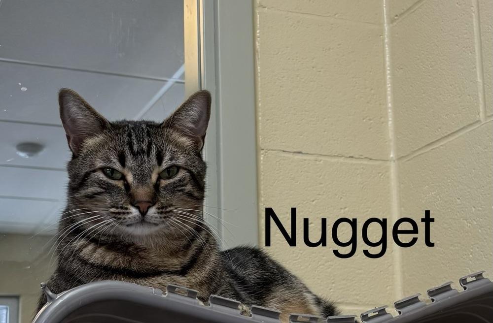 Enlarge Nugget, a Adoptable mixed breed in Kalamazoo, MI image 1/6