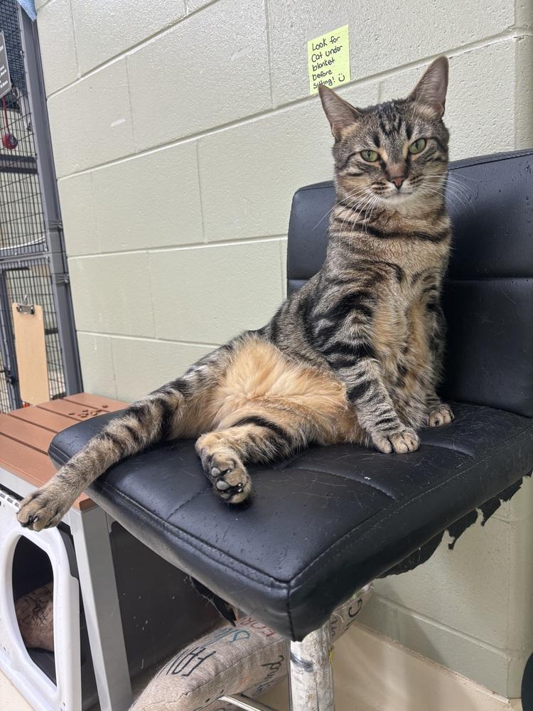 Enlarge Nugget, a Adoptable mixed breed in Kalamazoo, MI image 3/6