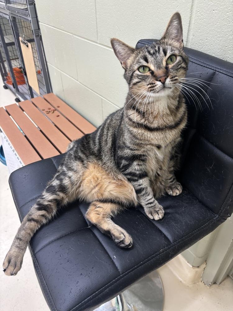 Enlarge Nugget, a Adoptable mixed breed in Kalamazoo, MI image 4/6