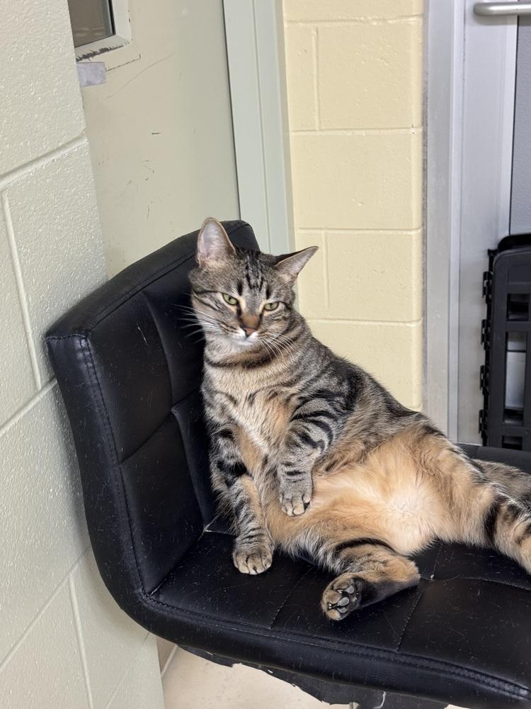 Enlarge Nugget, a Adoptable mixed breed in Kalamazoo, MI image 5/6