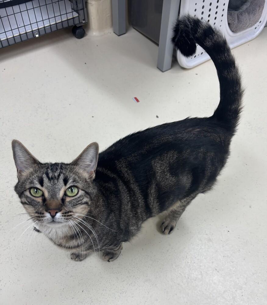 Enlarge Nugget, a Adoptable mixed breed in Kalamazoo, MI image 6/6