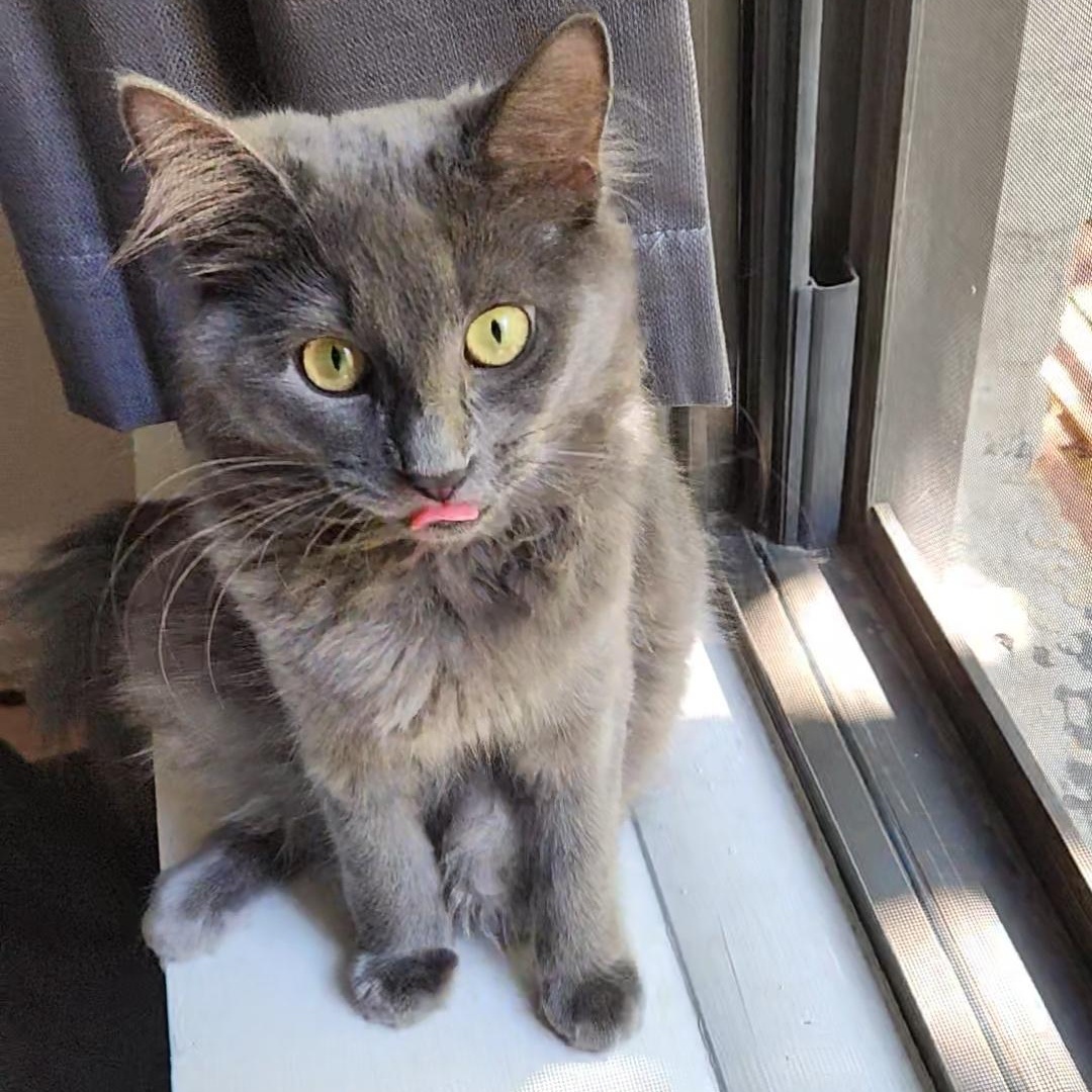 Enlarge Kora and Gaia, a Adoptable Domestic Medium Hair in Brooklyn, NY image 5/5