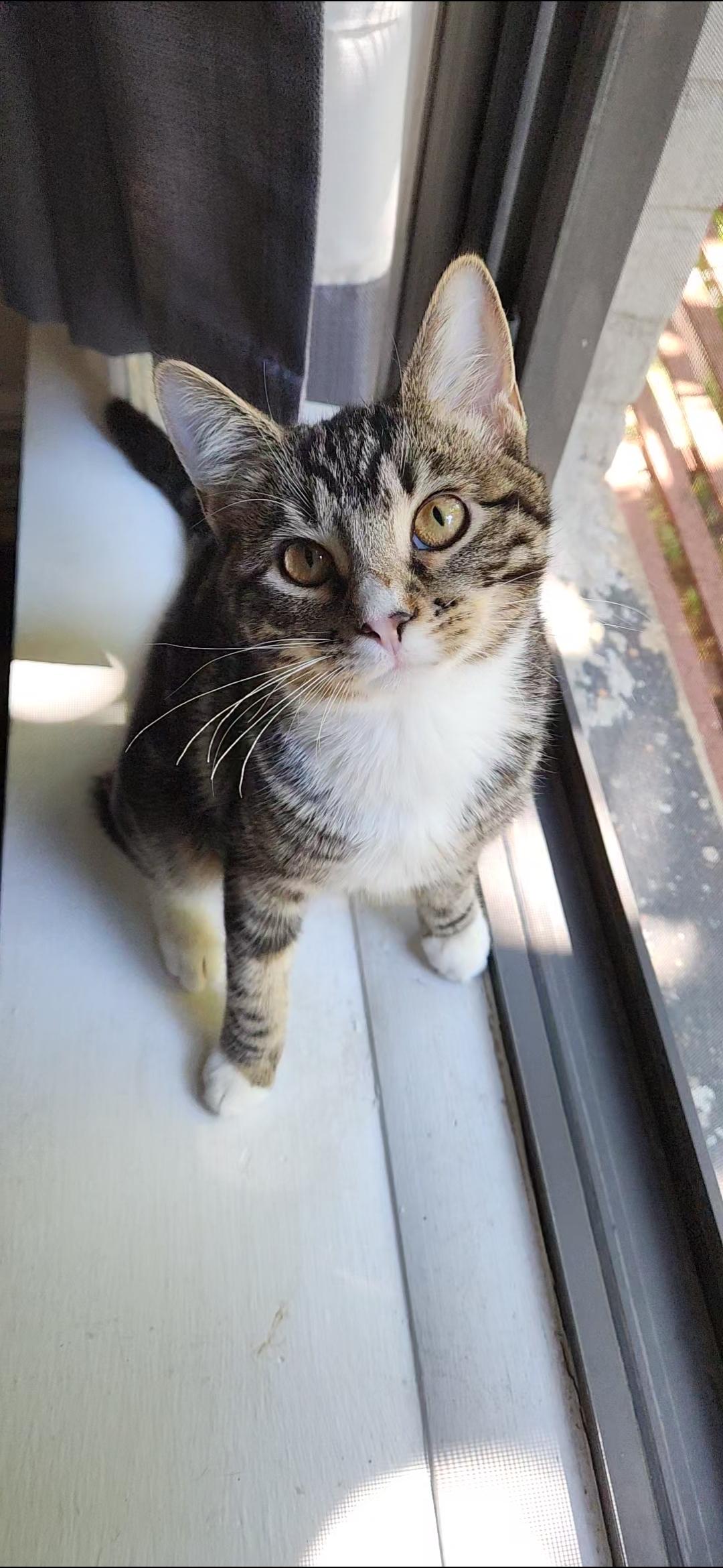 Enlarge Kora and Gaia, a Adoptable Domestic Medium Hair in Brooklyn, NY image 2/5