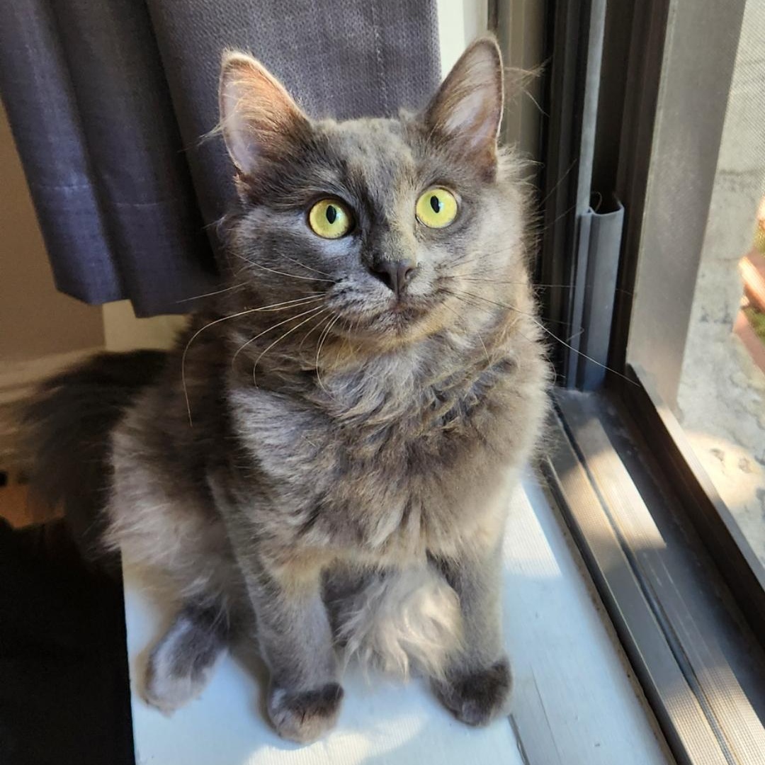 Enlarge Kora and Gaia, a Adoptable Domestic Medium Hair in Brooklyn, NY image 1/5