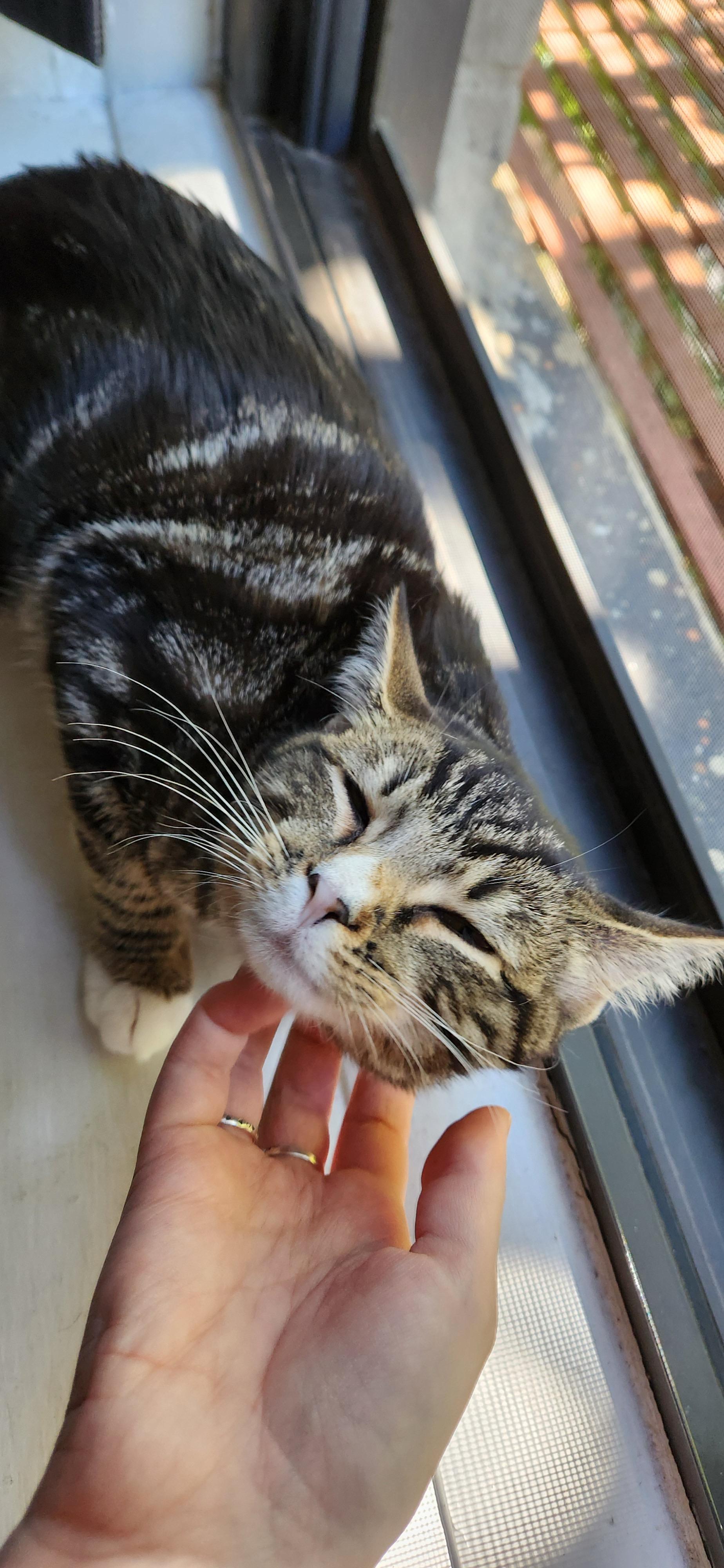 Enlarge Kora and Gaia, a Adoptable Domestic Medium Hair in Brooklyn, NY image 4/5