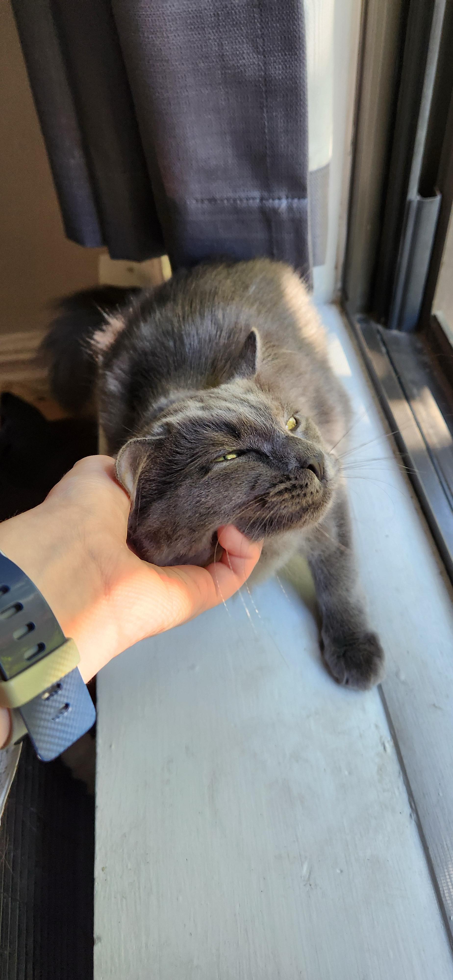 Enlarge Kora and Gaia, a Adoptable Domestic Medium Hair in Brooklyn, NY image 3/5