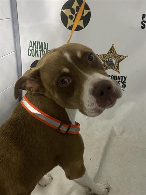 A1272848, Adoptable, Young Male American Bulldog & Mixed Breed.