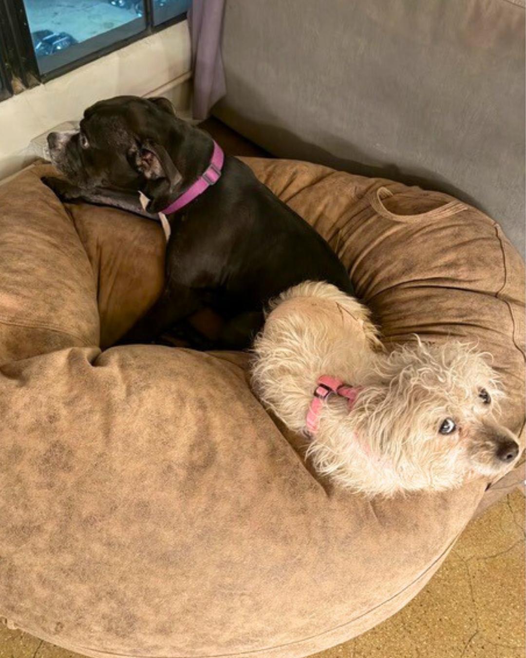 Enlarge Emmy, a ADOPTABLE mixed breed in Valley Village, CA image 3/4