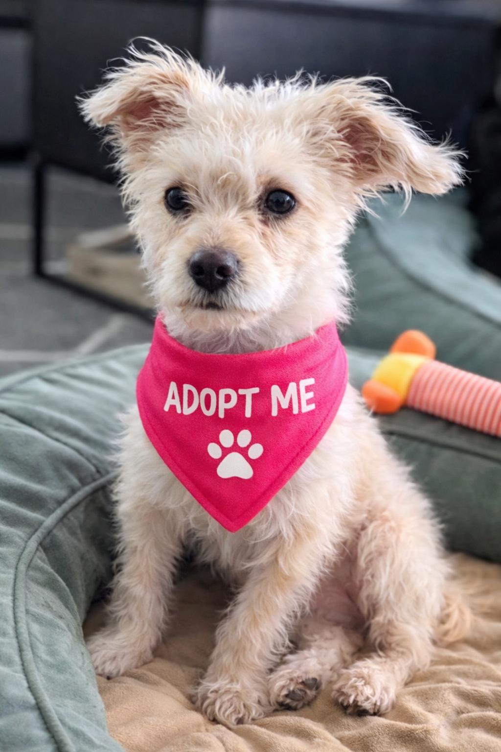 Emmy, adoptable, Adult Female Maltese & Terrier.
