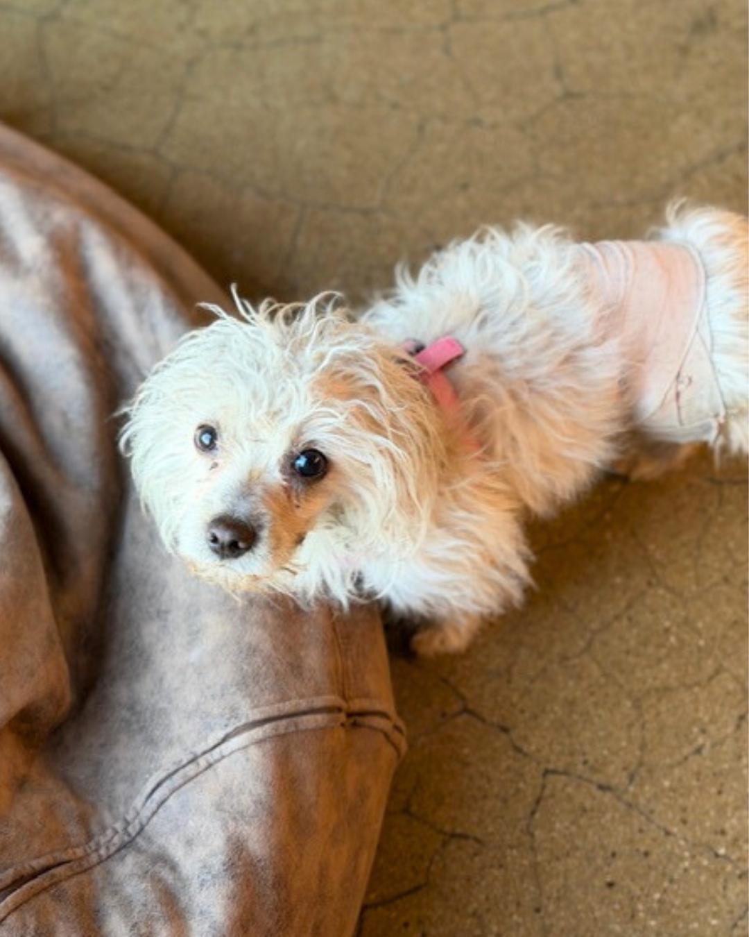 Enlarge Emmy, a ADOPTABLE mixed breed in Valley Village, CA image 4/4