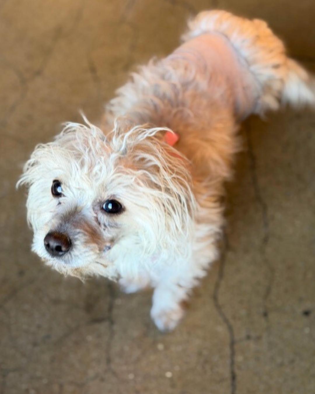 Enlarge Emmy, a ADOPTABLE mixed breed in Valley Village, CA image 2/4