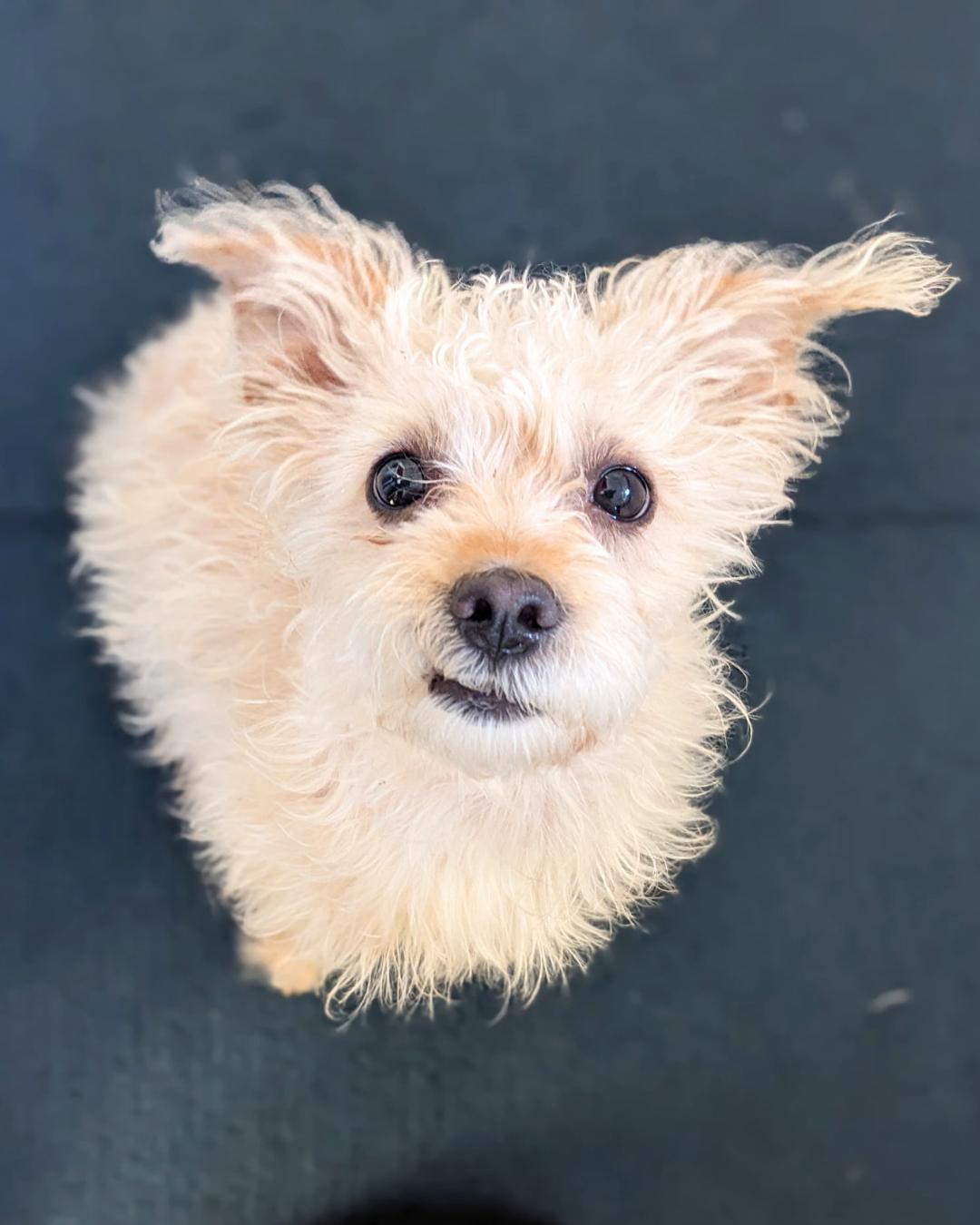 Enlarge Emmy, an adoptable mixed breed in Valley Village, CA image 2/5