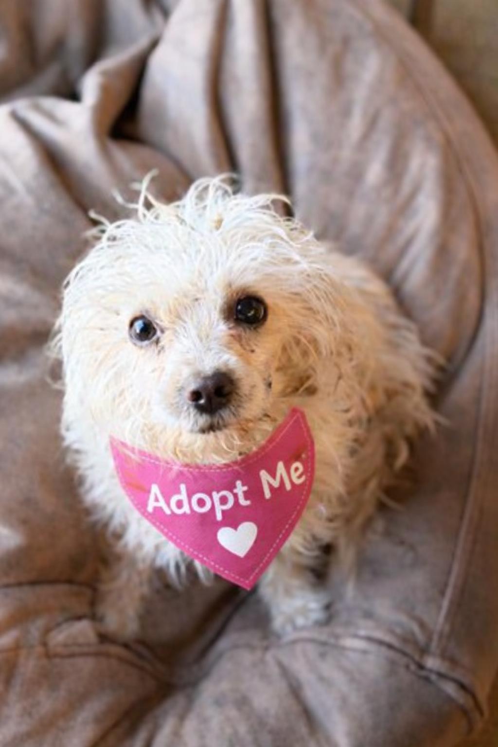 Enlarge Emmy, a ADOPTABLE mixed breed in Valley Village, CA image 1/4