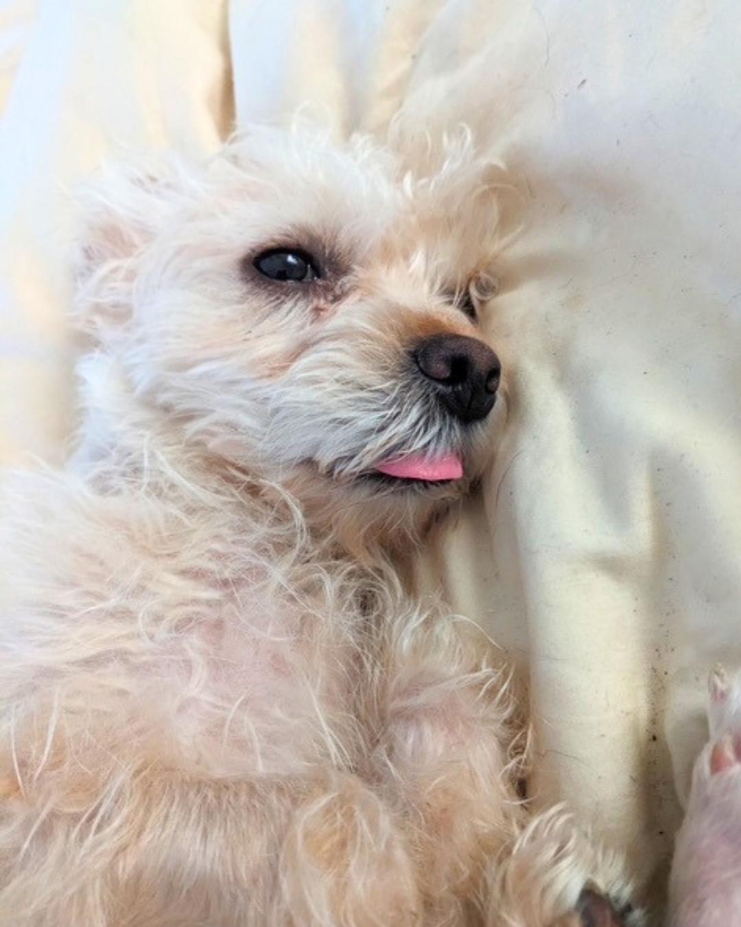 Enlarge Emmy, an adoptable mixed breed in Valley Village, CA image 5/5