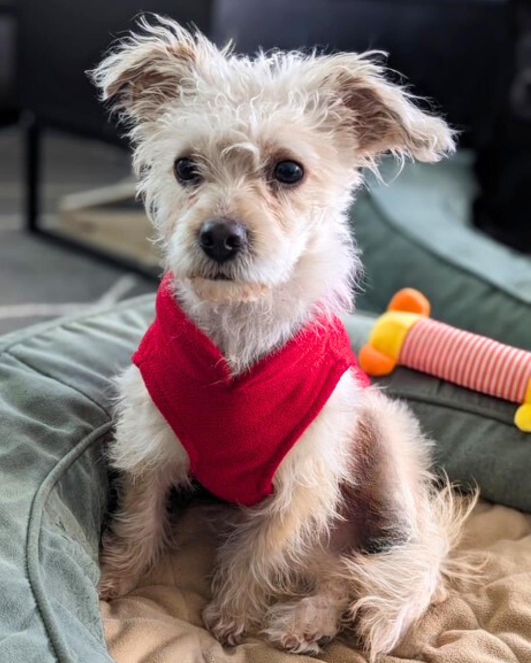 Enlarge Emmy, a ADOPTABLE mixed breed in Valley Village, CA image 3/4