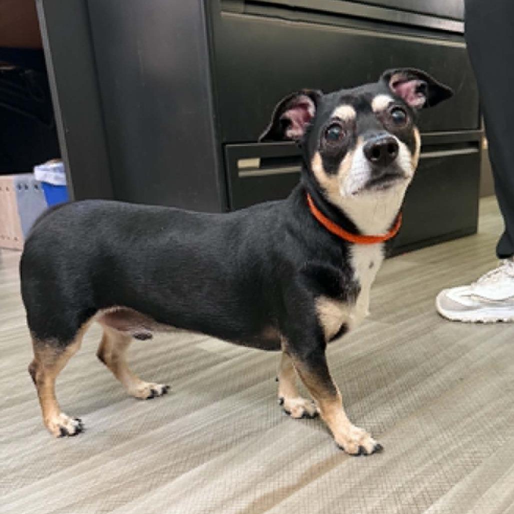 HOPPER, Adoptable, Adult Male Terrier & Mixed Breed.