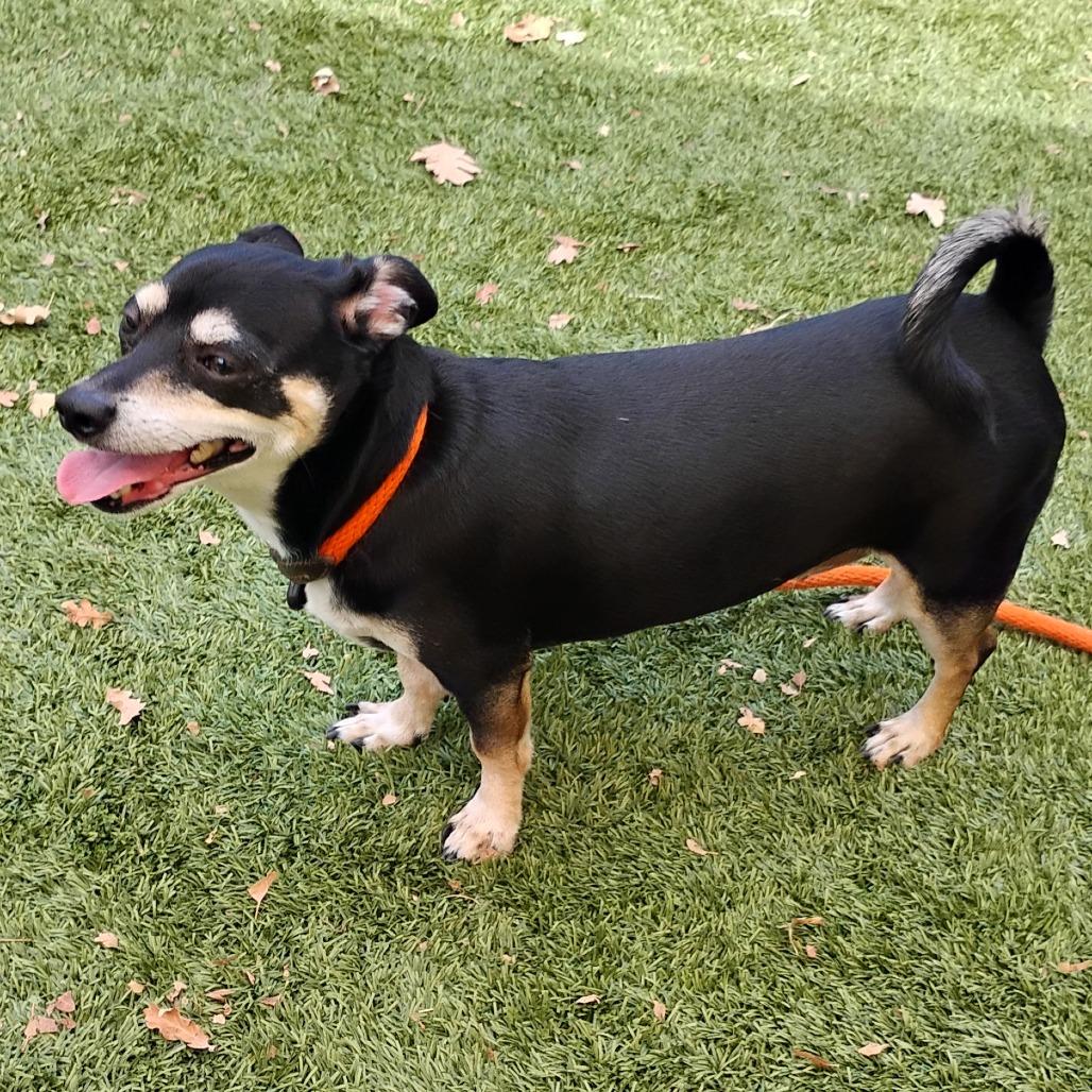 Enlarge HOPPER, a Adoptable mixed breed in Pleasanton, CA image 2/4