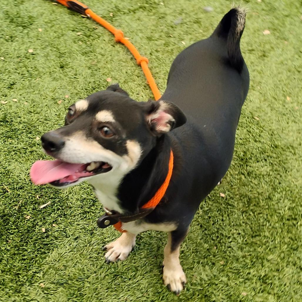 Enlarge HOPPER, a Adoptable mixed breed in Pleasanton, CA image 3/4