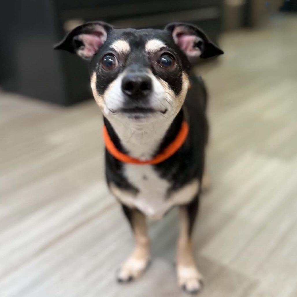 Enlarge HOPPER, a Adoptable mixed breed in Pleasanton, CA image 4/4