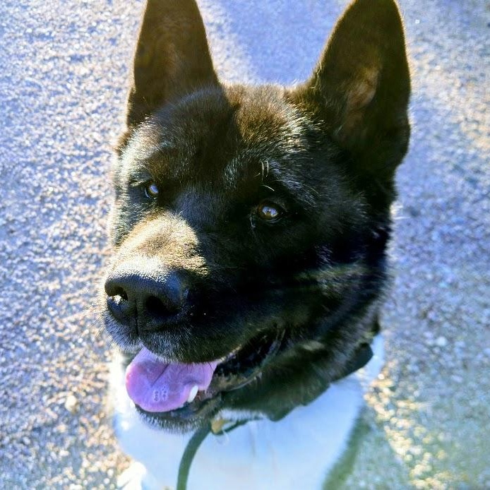 Enlarge Lance, an adoptable Akita in Queen Creek, AZ image 2/6