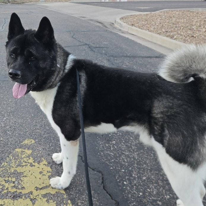 Enlarge Lance, an adoptable Akita in Queen Creek, AZ image 5/6