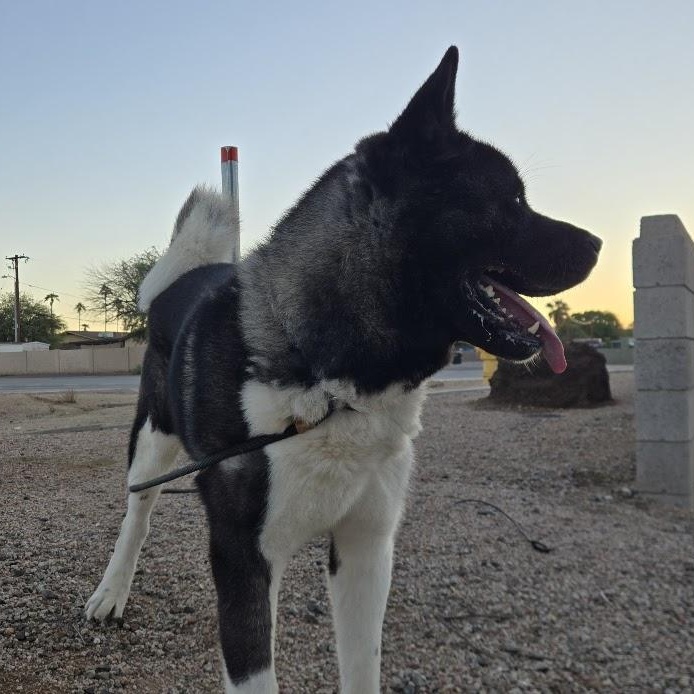 Enlarge Lance, an adoptable Akita in Queen Creek, AZ image 4/6