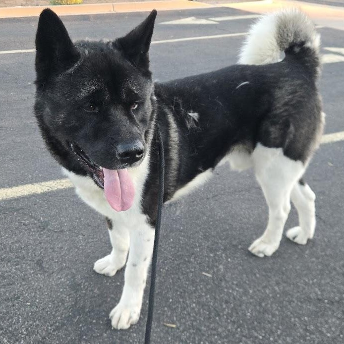 Lance, adoptable, Young Male Akita.