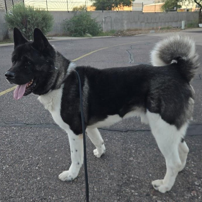 Enlarge Lance, an adoptable Akita in Queen Creek, AZ image 6/6