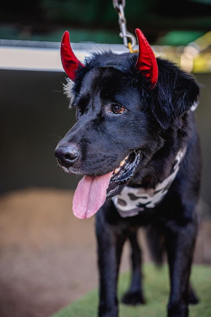 Enlarge Black Jack, a Adoptable Flat-Coated Retriever in Anacortes, WA image 2/5