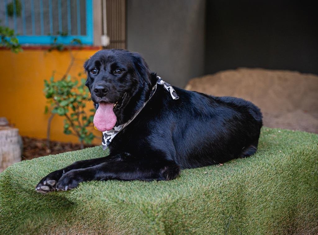 Enlarge Black Jack, a Adoptable Flat-Coated Retriever in Anacortes, WA image 4/5
