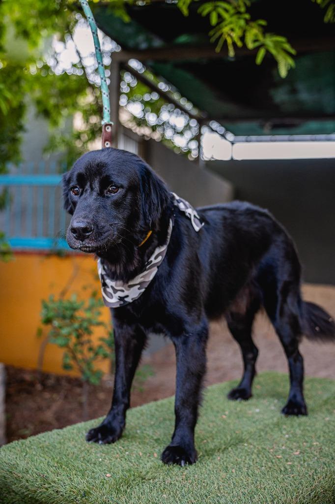 Black Jack, Adoptable, Adult Male Flat-Coated Retriever.