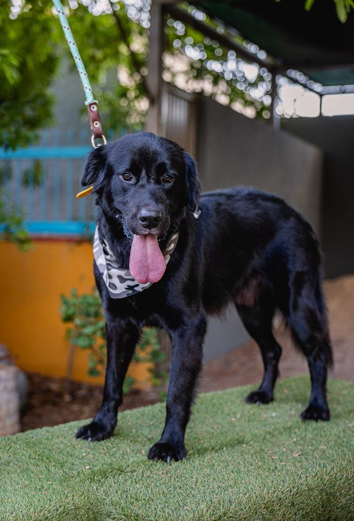 Enlarge Black Jack, a Adoptable Flat-Coated Retriever in Anacortes, WA image 3/5