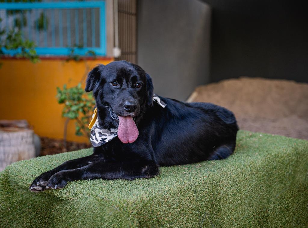 Enlarge Black Jack, a Adoptable Flat-Coated Retriever in Anacortes, WA image 5/5