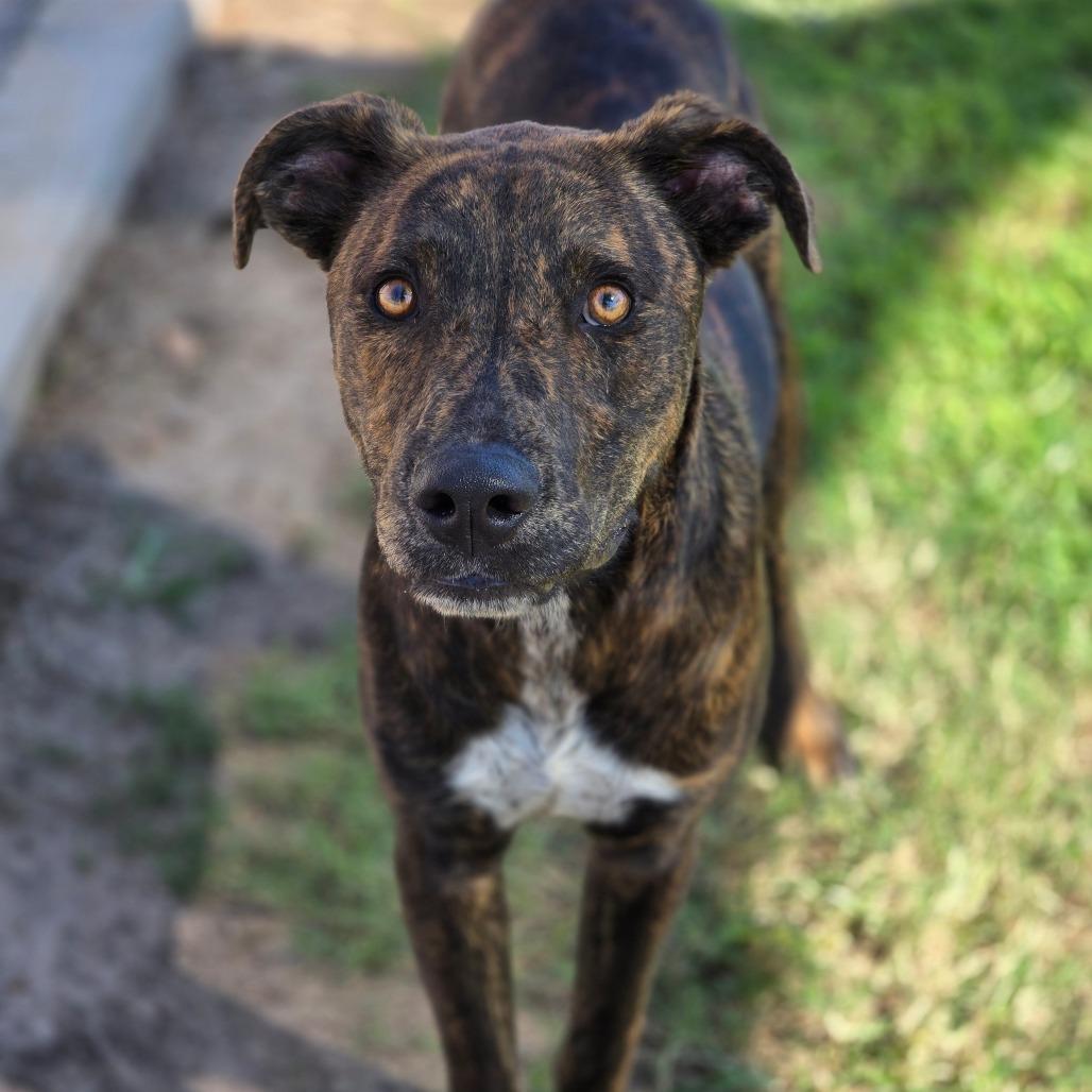 Enlarge Oswald, a Adoptable Dutch Shepherd in Enid, OK image 1/1
