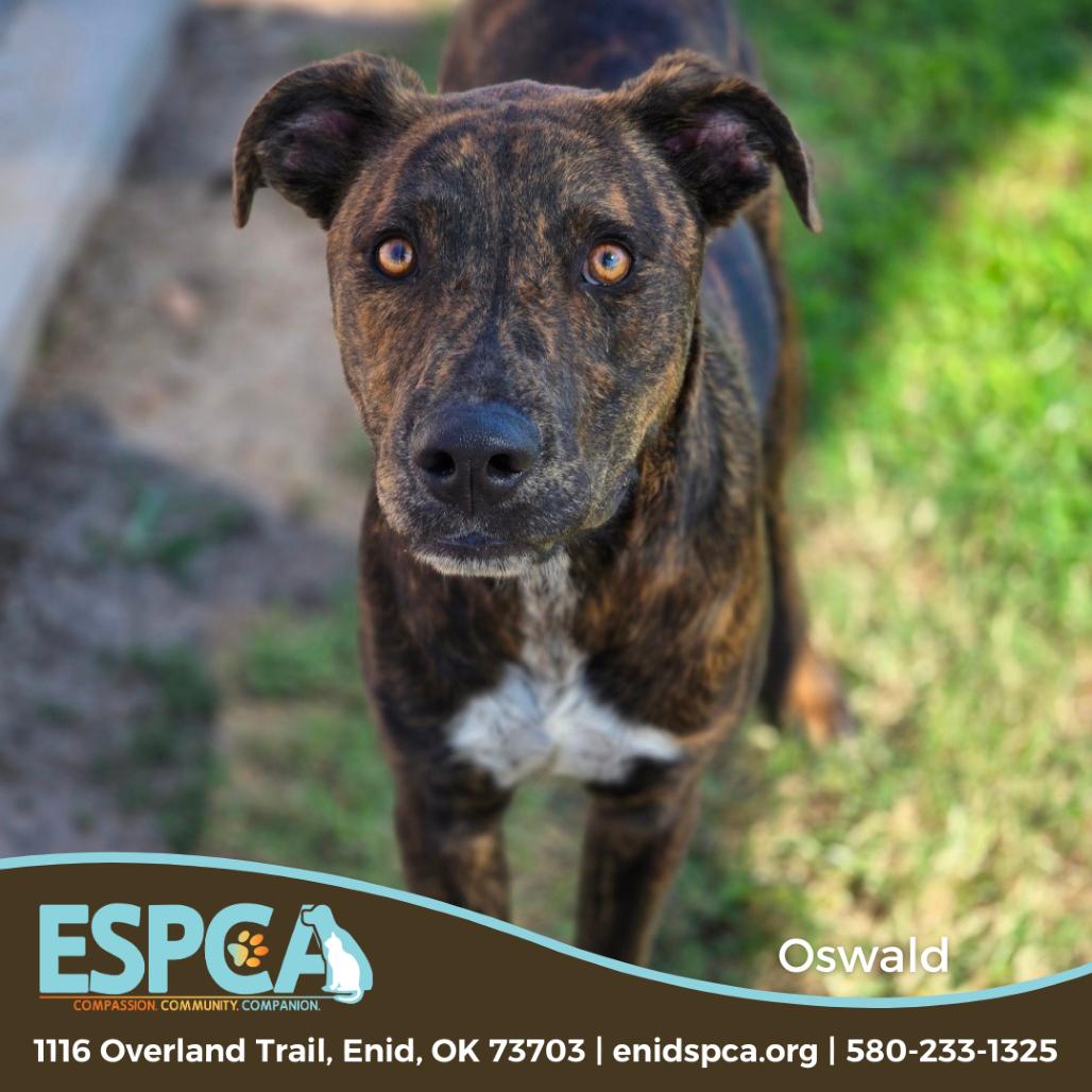 Oswald, Adoptable, Adult Male Catahoula Leopard Dog & Mixed Breed.