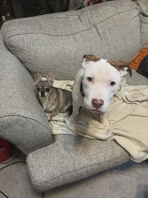 Fizz, a ADOPTABLE mixed breed in Pleasant Ridge, MI image 5/5