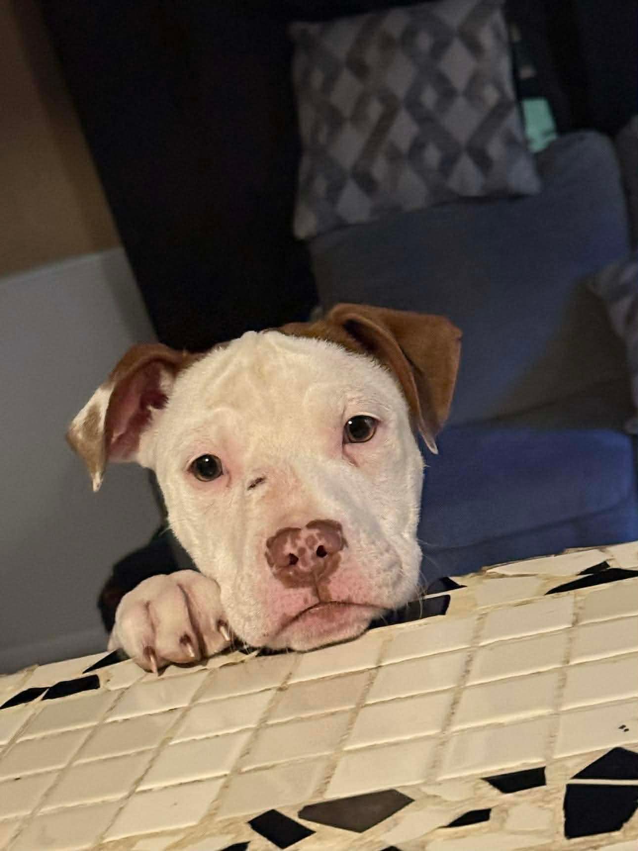 Fizz, ADOPTABLE, Puppy Female American Staffordshire Terrier.